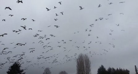 Viral Geese Gaggle Launch a Reverse Tsunami