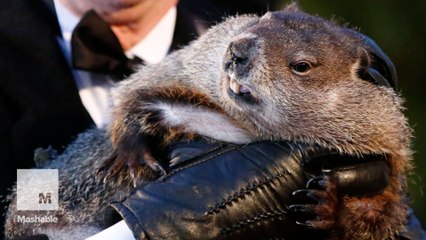 Groundhog 'forecasts' 6 more weeks of winter