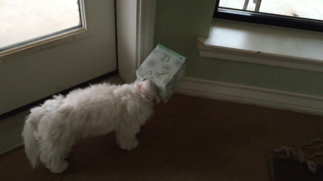 The Face Of A Guilty Dog : Bad Dog!