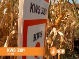 KWS - hibrid kukuruza KWS 3381_385_31.01.2015.