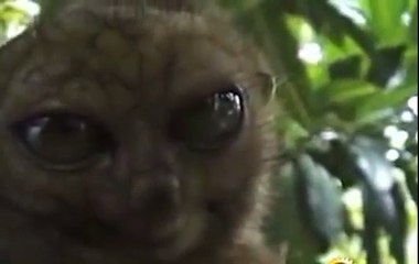 Лемур удивляется и глаза лезут на лоб ! Прикол !