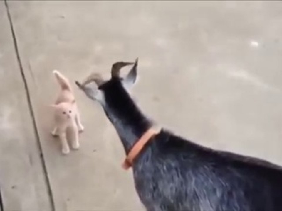 Kitten vs Goat - funny