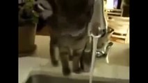 Funny videos Funny Cats drink water new