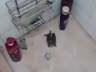 Dancing turtle and turtle bathing funny
