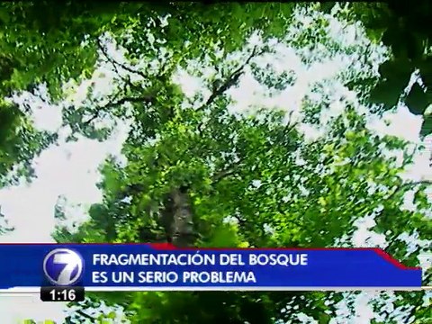 40 especies de árboles están en riesgo de desaparecer en el país