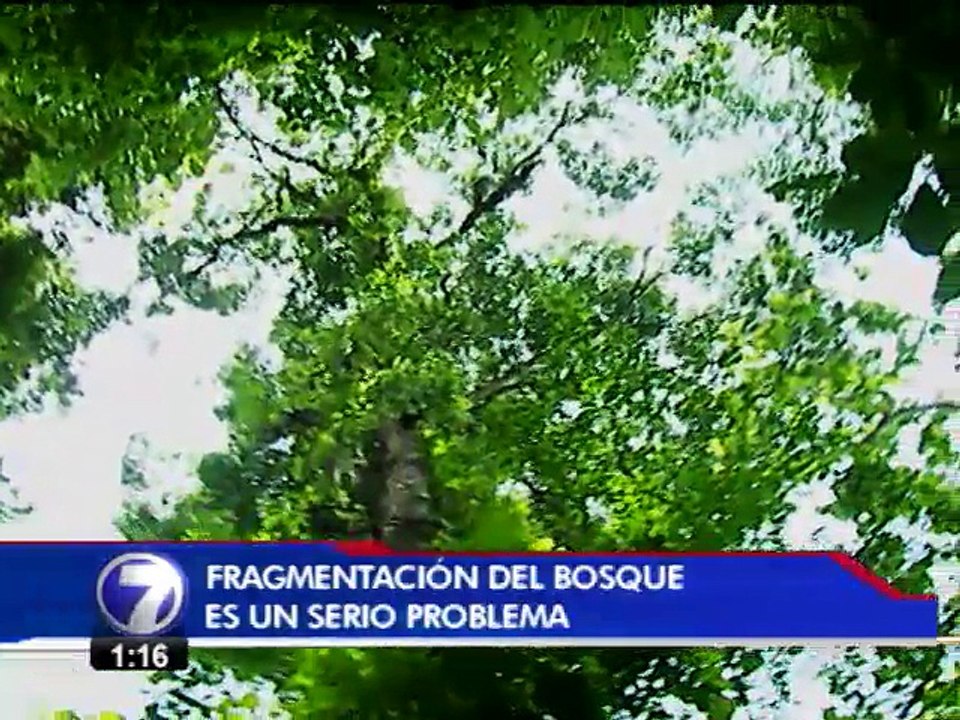 40 especies de árboles están en riesgo de desaparecer en el país