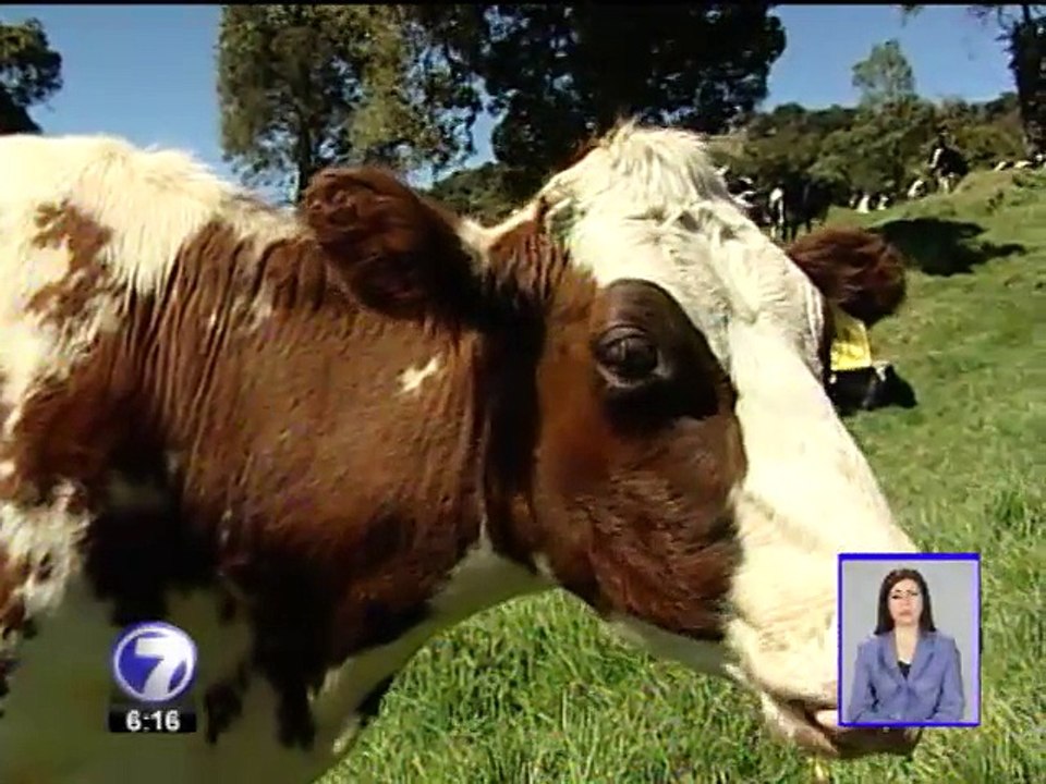 Costa Rica recibe reconocimiento por control de riesgo de la enfermedad de las vacas locas