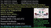 KULBACKI RACING PIGEON STUD- Hodowla Gołębi Sportowych,1.Jährige,1.Weibchen,1.General,1.Männchen,1