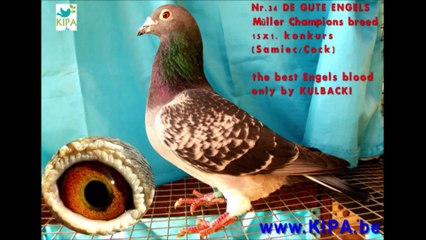 KULBACKI RACING PIGEON STUD- PERŁY Z HODOWLI KULBACKI,PEARLS OF KULBACKI BREEDING NA SPRZEDAZ