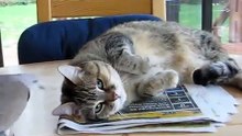 Dove bothers cat - funny !