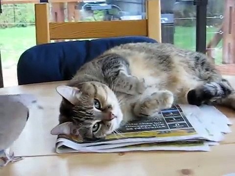 Dove bothers cat - funny !