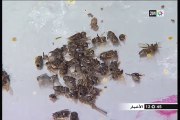 تربية النحل  خلال فصل الشتاء في المغرب