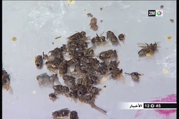 تربية النحل  خلال فصل الشتاء في المغرب