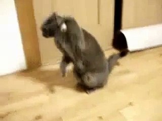Funny cat stunned - what is it ? ))