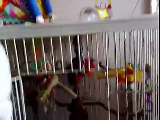 Cockatoo Parrot singing Halo by Beyonce