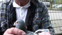 KULBACKIS ORIGINAL JANSSEN PIGEONS 原裝詹森鴿 pigeons paloma Tauben golebie