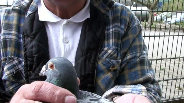 KULBACKIS ORIGINAL JANSSEN PIGEONS 原裝詹森鴿 pigeons paloma Tauben golebie