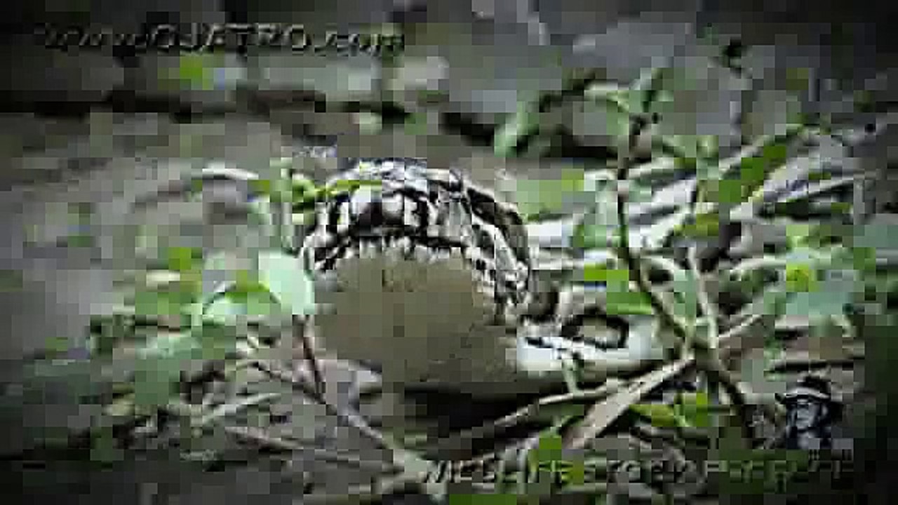 Python vs Alligator 01 -- Real Fight -- Python attacks Alligator