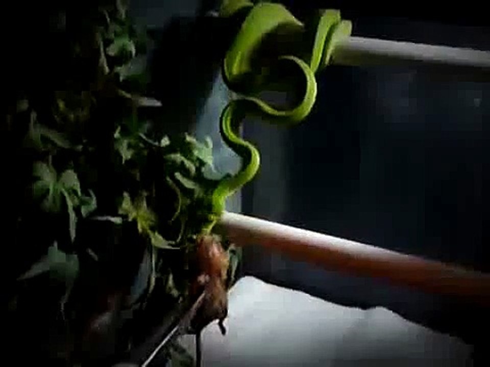 Morelia viridis Merauke Repas de 7 à 8 mois