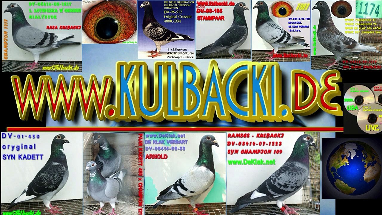 mail._ PRZEMEK@KULBACKI.DE __Pózne młode gołębie RASY KULBACKI__, www.Kulbacki.de