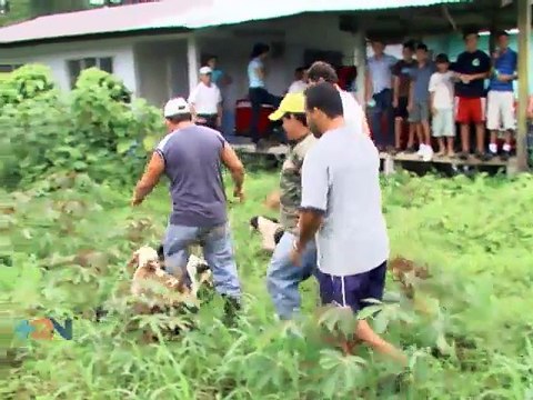 Una comunidad “caza” tepezcuintles sin hacerles daño