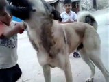 Kangal Köpeği ile  oynamak isteyen  çocuğun feleği şaştı