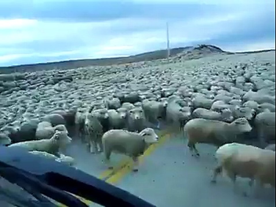 Funny Videos
