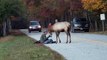 Elk vs. Photographer | Great Smoky Mountains National Park