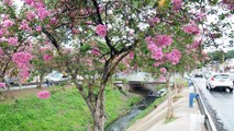Coloridos resedás transformam cenário na Avenida Orosimbo Maia