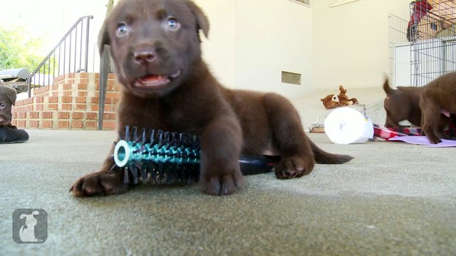 Adorable Chocolate Lab Puppies Brush Your Hair! - Puppy Love