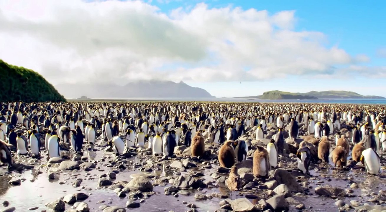 Adventures Of The Penguin King Official Trailer #1 (2013) - Tim Allen Movie HD