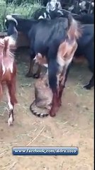 Cat Stealing Milk of a Goat