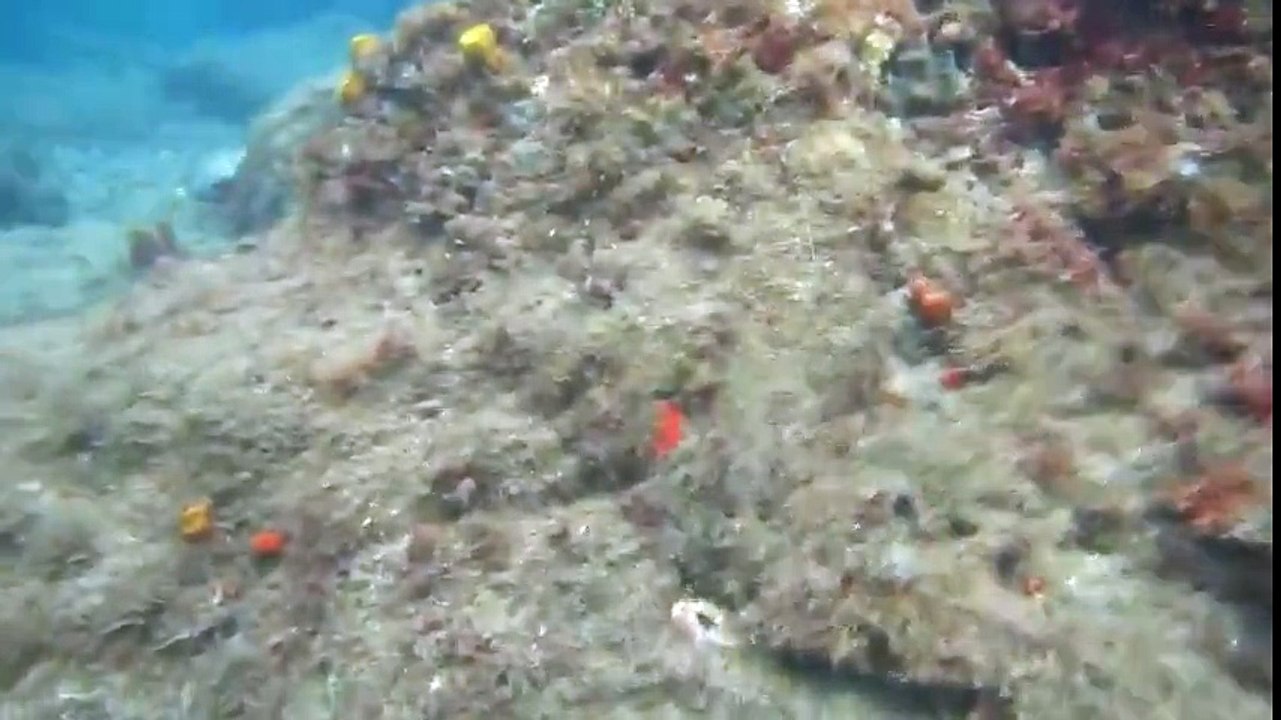 Ahtapotun Heyecan Verici Kamuflaj Yeteneği