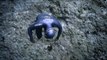 Un plongeur se laisse aller dans les courants océaniques : OCEAN GRAVITY