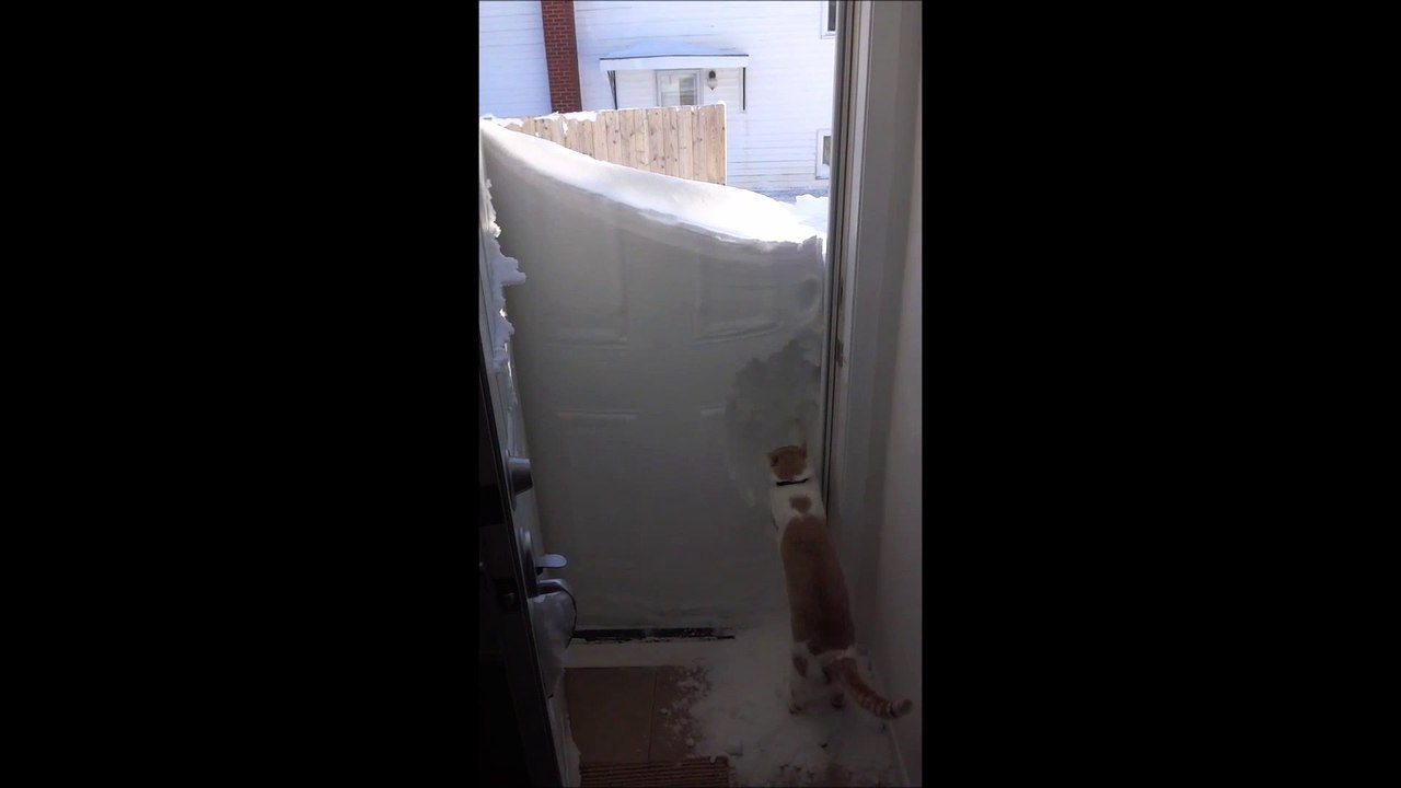 This cat hates snow storms!