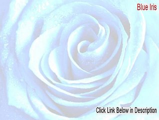 Blue Iris Keygen - Download Now