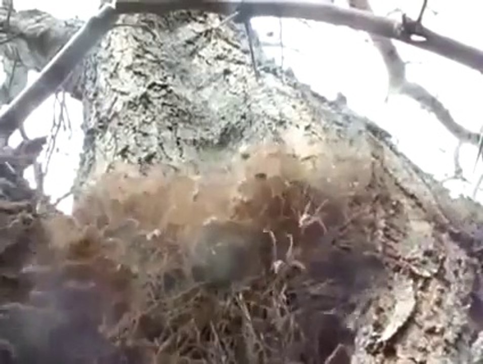 This weird thing is not grass ... Thousands of SPIDERS!!!!!!!