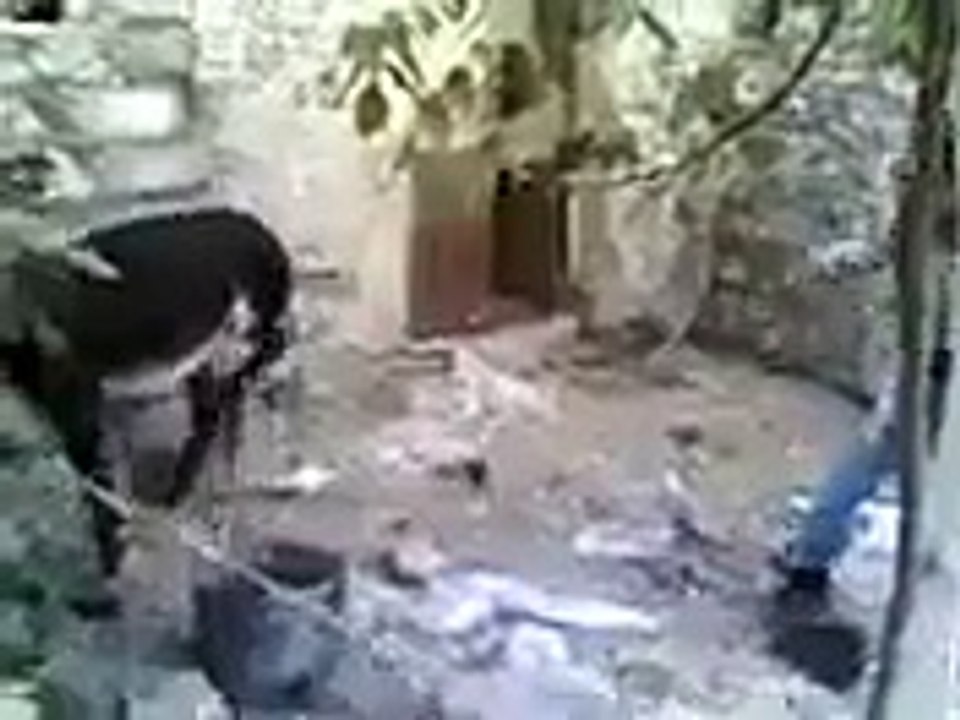 Concomitant with Donkey to Play Together........!