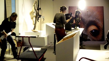 Sur la piste des Grands Singes, making of de l’exposition