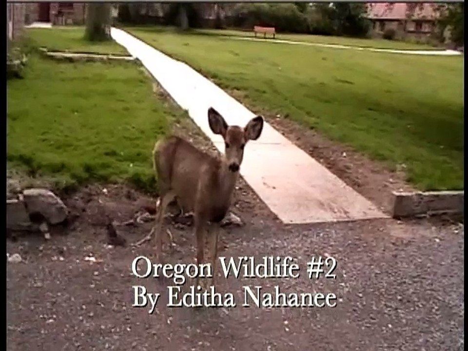 Oregon Wildlife #2 by Editha Nahanee