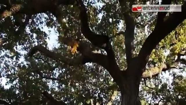 TG 04.02.15 Sul quotidiano spagnolo El Pais uno speciale su Parco Alta Murgia