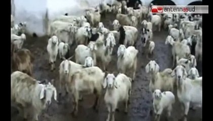TG 04.02.15 Cominciato abbattimento dei bovini tarantini contaminati da diossina
