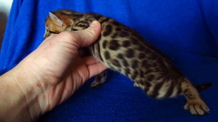 Бенгальский котик №5
