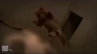 The Godzilla Cat Must Watch - Funny Videos