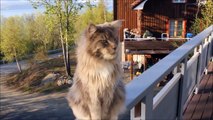 Maine Coon Cat Videos - The Majestic Maine Coon