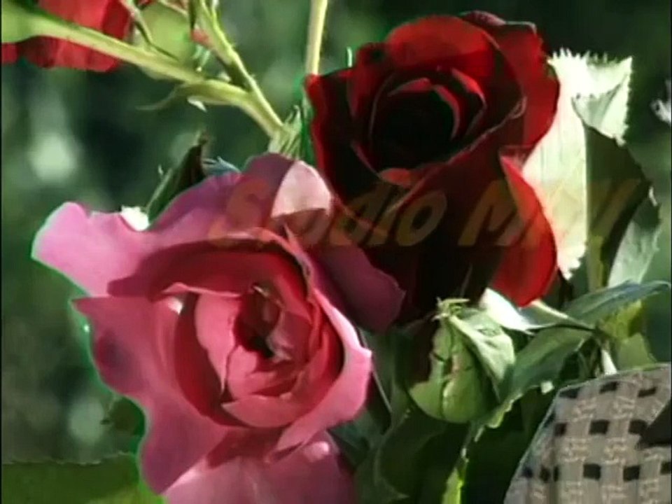 Sinan Sakic i Juzni Vetar - Ruza i trn (StudioMMI Video)