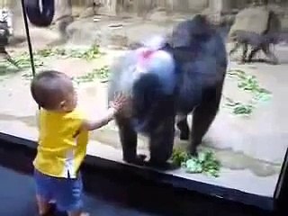 funny monkey And little boy's Amazing video