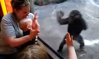 Baby and Chimp Make a Connection at the Zoo