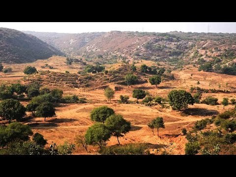 Delhi’s last sacred forest and the fight to keep it alive - Mangarbani