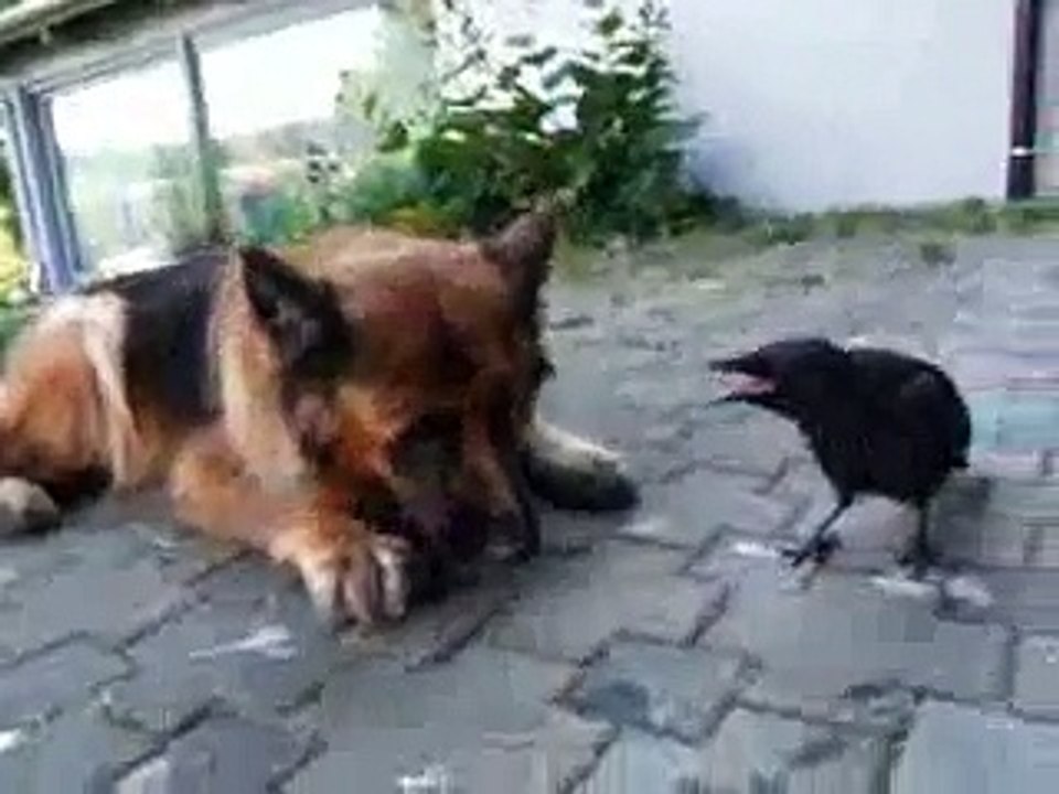 playing ball